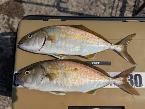 ネリゴの釣果