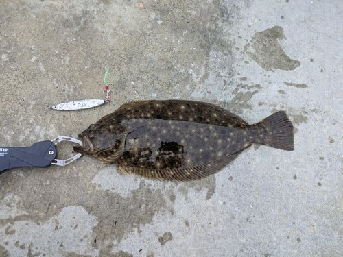 ソゲの釣果