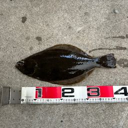 ミズクサガレイ