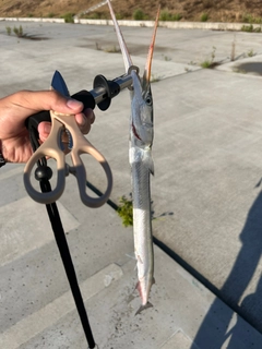 ダツの釣果