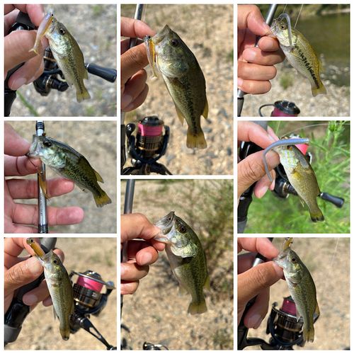 ブラックバスの釣果