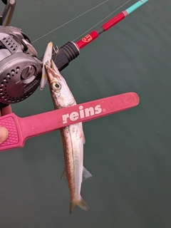 アカカマスの釣果