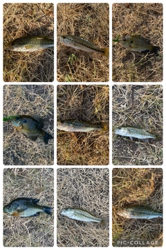 ブラックバスの釣果