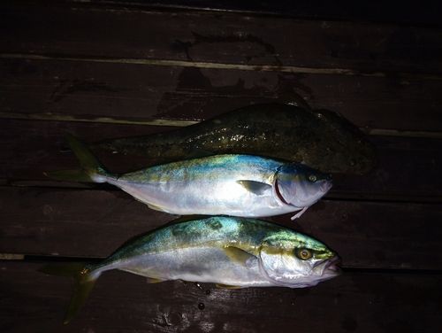 ワカシの釣果