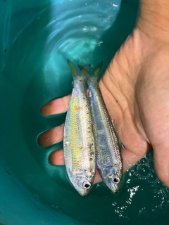 サッパの釣果