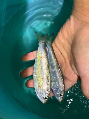 サッパの釣果