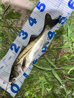 シーバスの釣果