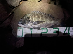 チヌの釣果