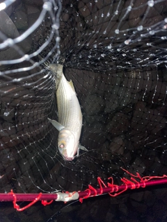 ボラの釣果
