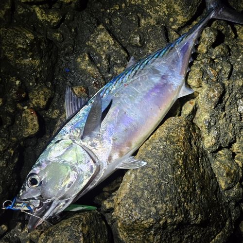 スマガツオの釣果