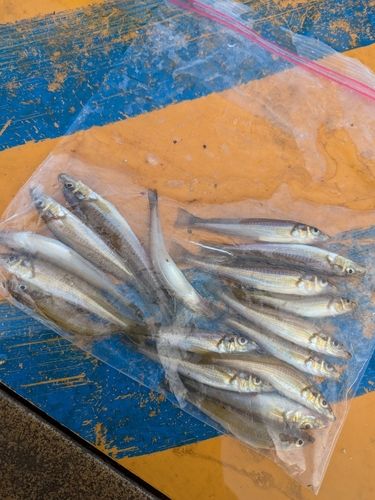 シロギスの釣果