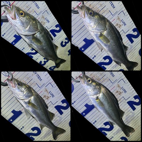 シーバスの釣果