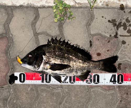 チヌの釣果