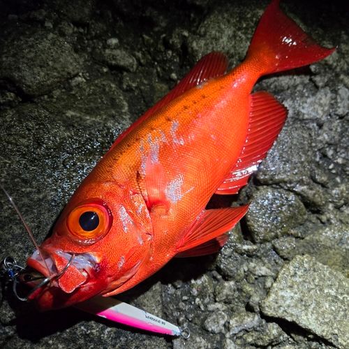 ゴマヒレキントキの釣果