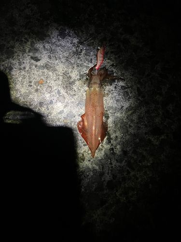 ケンサキイカの釣果