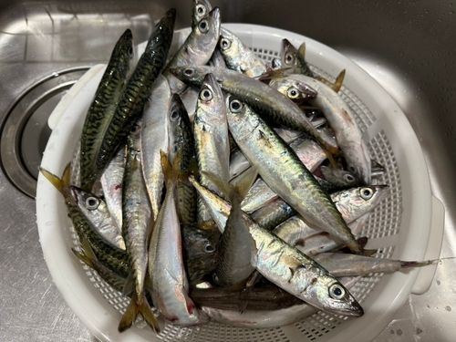 サバの釣果