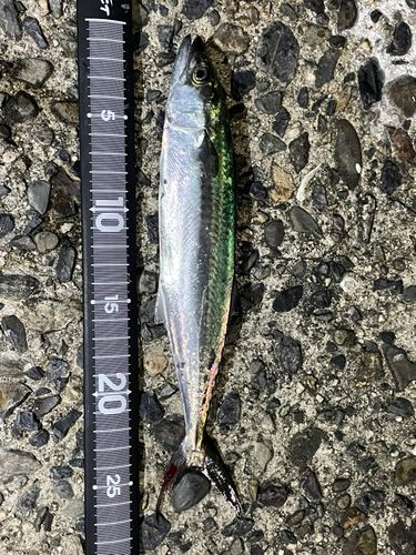 サゴシの釣果