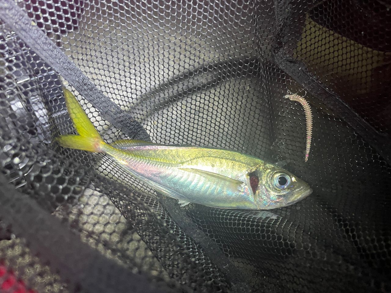 メジャークラフト 鯵道 5G AD5-S682M/AJI Major Craft メジャークラフト 鯵道5G AD5-S682M/AJI Mシリーズ