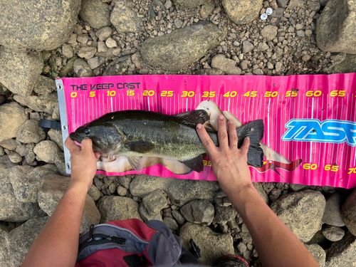 ラージマウスバスの釣果