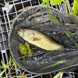 ブラックバス