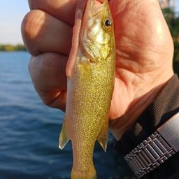 スモールマウスバス