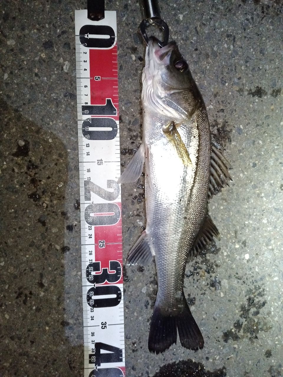 セイゴ（マルスズキ）