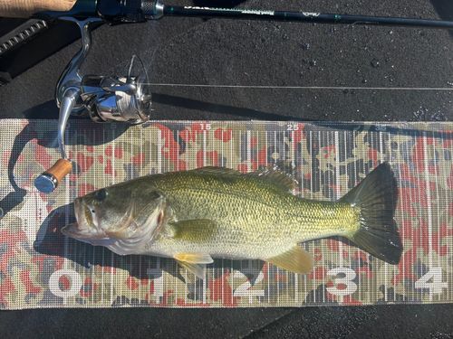 ブラックバスの釣果