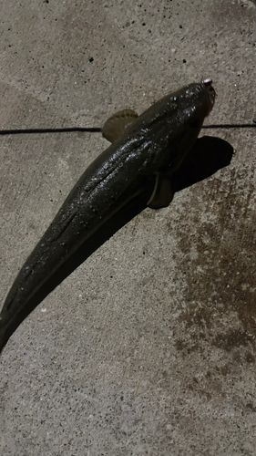 マゴチ