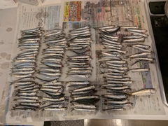カタクチイワシの釣果