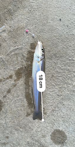 シロギスの釣果