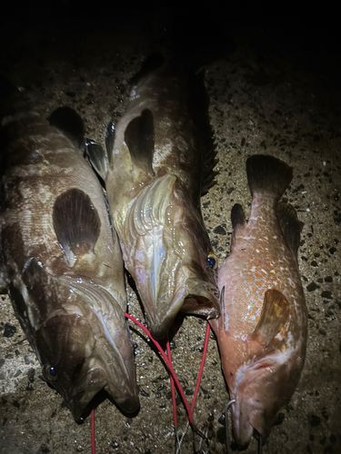 クエの釣果