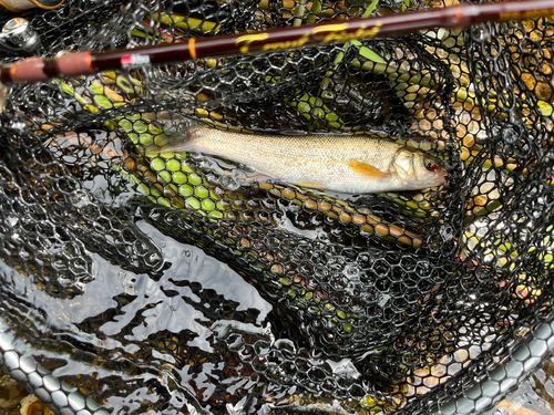 ウグイの釣果