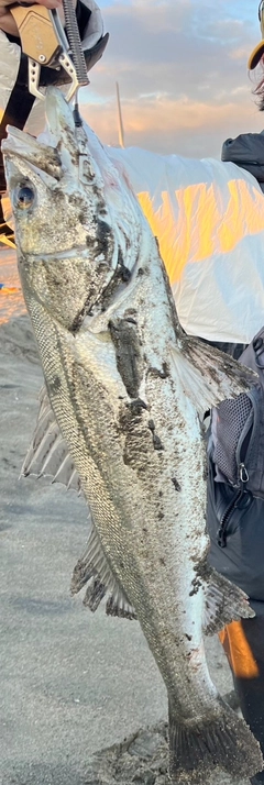 スズキの釣果