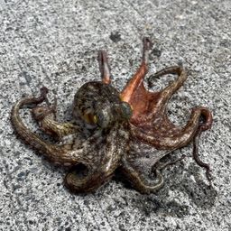 マダコ