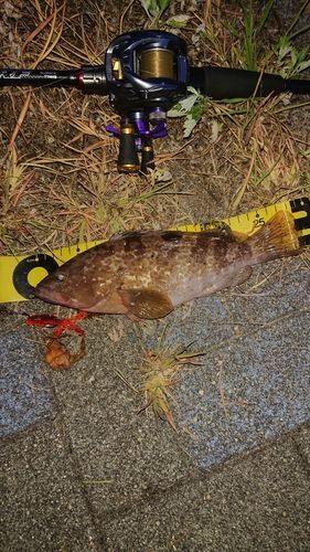 キジハタの釣果