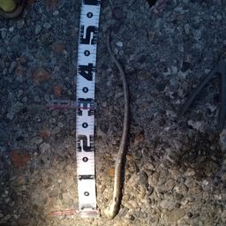 ホタテウミヘビ