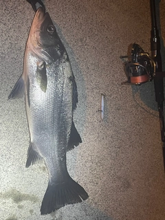 ヒラスズキの釣果