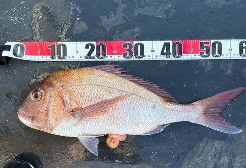 タイの釣果