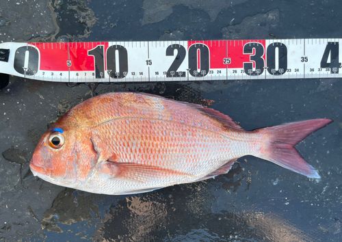 タイの釣果