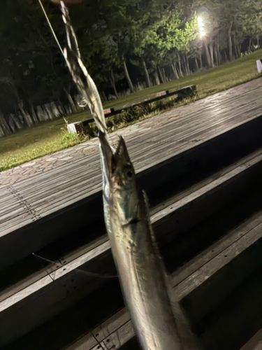 タチウオ