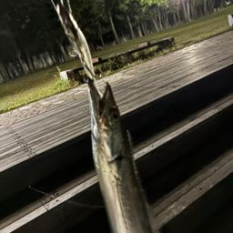 タチウオ