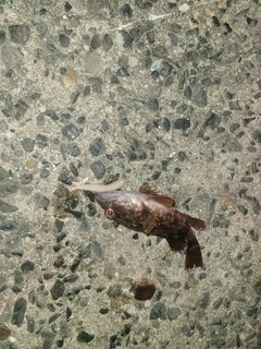 アラカブの釣果