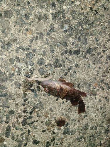 アラカブの釣果