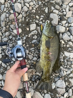 スモールマウスバスの釣果