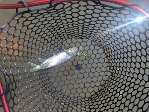 ケタバスの釣果