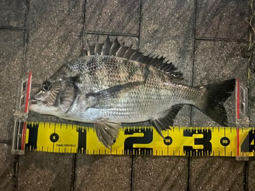 クロダイの釣果