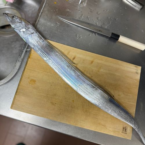 タチウオの釣果