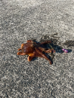 タコの釣果