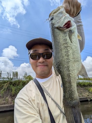 ラージマウスバスの釣果