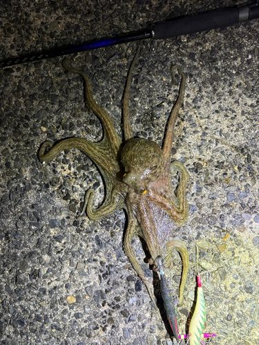 タコの釣果